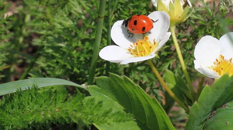 Ladybug on a White flower. Stock Footage 63599705
