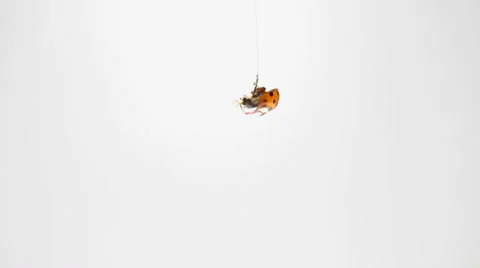Ladybug on white Stock Footage 35713552