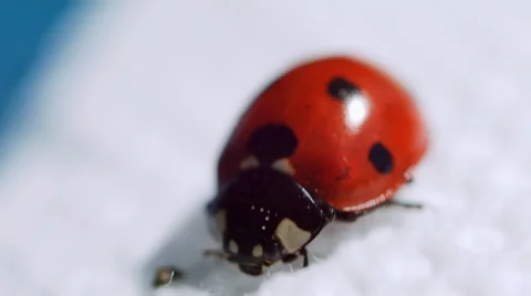Ladybug on a white rag Stock Footage 38367773