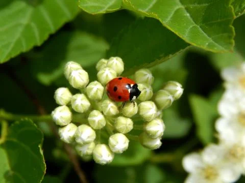 Ladybug in the wild close up Stock Photos