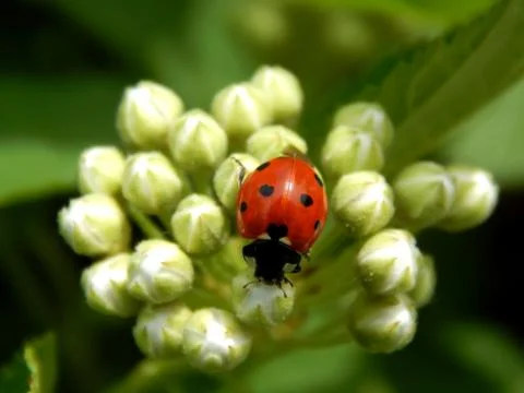 Ladybug in the wild close up Stock Photos