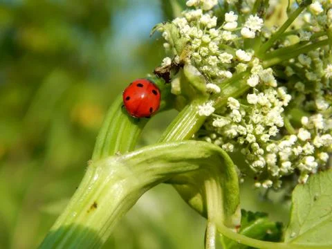 Ladybug in the wild close up Stock Photos