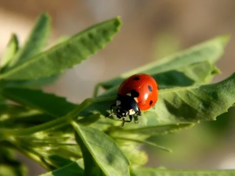 Ladybug in the wild close up Stock Photos