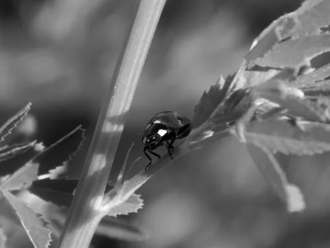 Ladybug in the wild close up Stock Photos