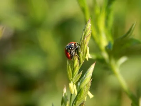 Ladybug in the wild close up Stock Photos