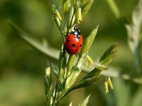 Ladybug in the wild close up Stock Photos
