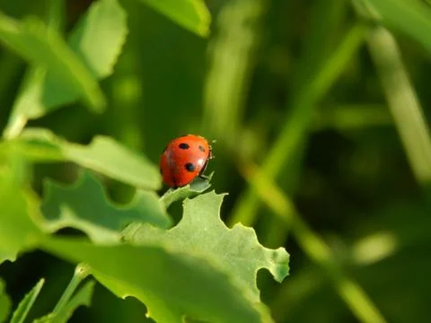 Ladybug in the wild close up Stock Photos
