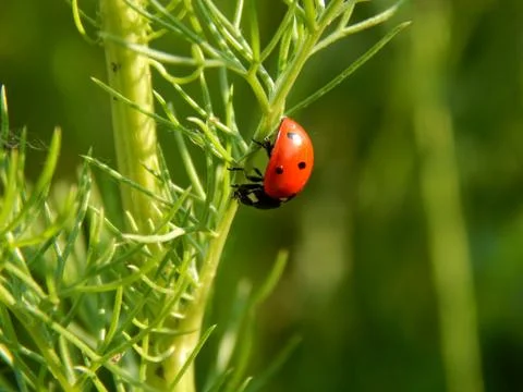 Ladybug in the wild close up Stock Photos