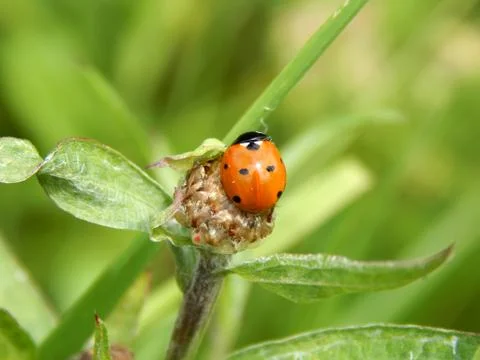 Ladybug in the wild close up Stock Photos