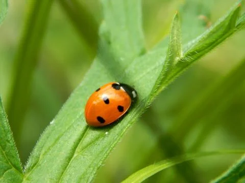 Ladybug in the wild close up Stock Photos
