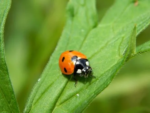 Ladybug in the wild close up Stock Photos