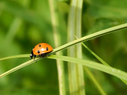 Ladybug in the wild close up Stock Photos