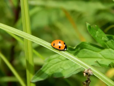 Ladybug in the wild close up Stock Photos