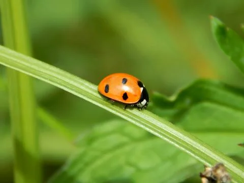 Ladybug in the wild close up Stock Photos