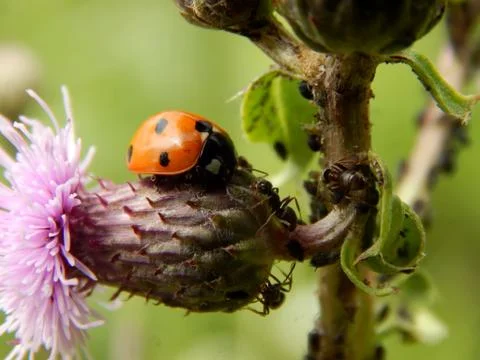 Ladybug in the wild close up Stock Photos