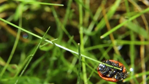 A ladybug in the wild crawls on the grass. Stock Footage 242473132