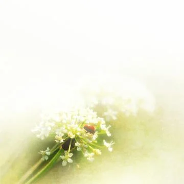 Ladybug on wild flower Stock Illustration