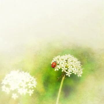 Ladybug on wild flower Stock Illustration