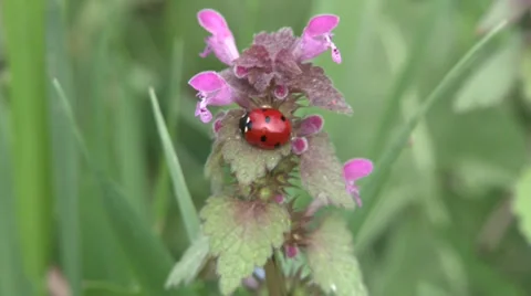 Ladybug on wild flowers Vidéo 37055603