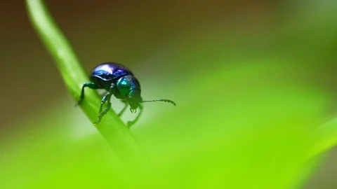 Ladybug in wild. Stock Footage 77414992