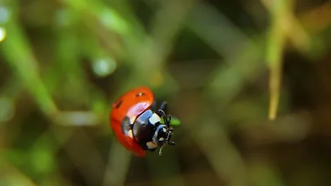 Ladybug in the wild on top of the grass washes. Stock Footage 239406701