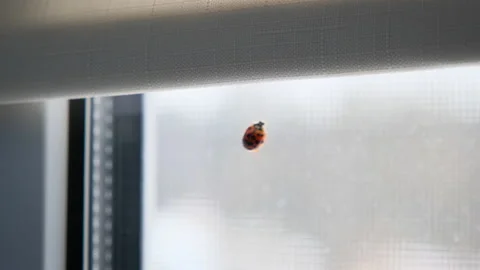 Ladybug on the window inside the house. Stock Footage 152705884