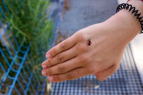 Ladybug on a woman's hand. Stock Photos