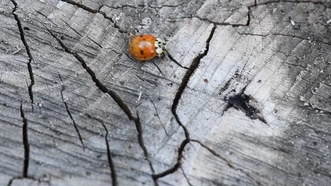 Ladybug on wood. Red ladybug walking on a piece of wood (Coccinellidae). Stock Footage 114424735