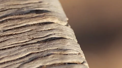 Ladybug on Wooden Surface Stock Footage 302441692