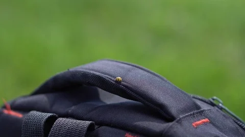 Ladybug yellow crawling on the handle of the backpack. Vidéo 108828368