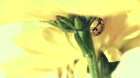 Ladybug on Yellow Daisy Video stock 44425967