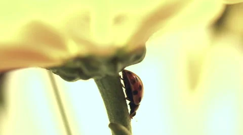 Ladybug on Yellow Daisy Video stock 44426540