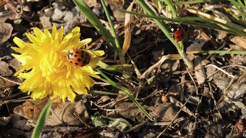 Ladybug on a yellow dandelion, insect on a field in summer, ladybug close-up Stock-Footage 129628552
