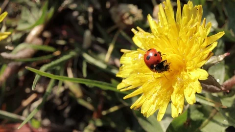Ladybug on a yellow dandelion, insect on a field in summer, ladybug close-up Video stock 129629889