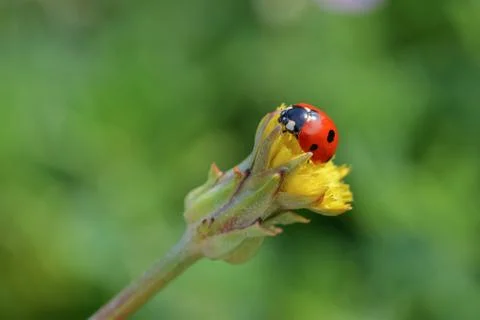 Ladybug is on yellow flower. Stock Photos