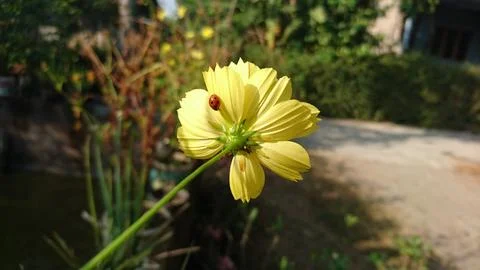 Ladybug on the yellow flower Фото