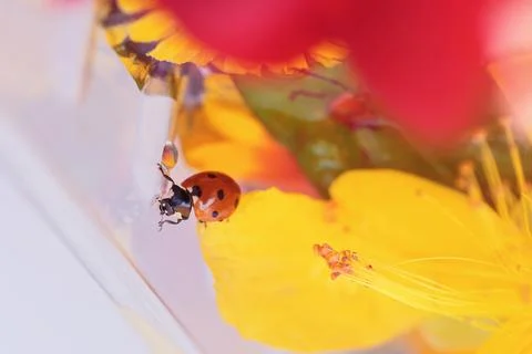 Ladybug on yellow flower 스톡 사진
