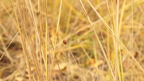 Ladybug on yellow grass Stock Footage 81269417