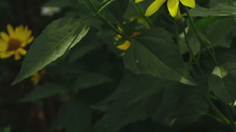 Ladybug in yellow Heliopsis (false sunflowers, summer sun). Stock Footage 34698121