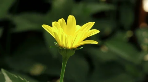 Ladybug on yellow Heliopsis (false sunflowers, summer sun). Stock Footage 34698202