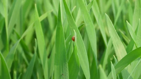 Ladybug on young leaves 스톡 동영상 332587280