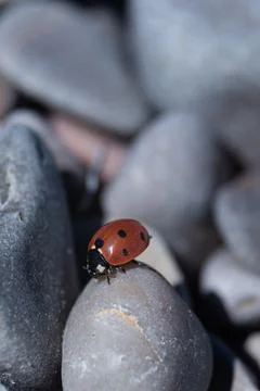 Ladybug Zen: Insect Resting on Smooth Round Stones, Macro Perspective Stock Photos