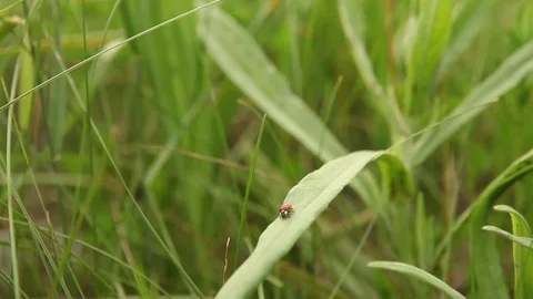 LadyBug001 Stock Footage 76360752