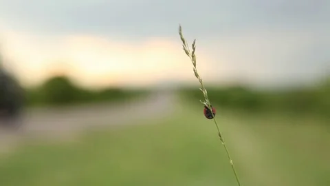 LadyBug002 Stock Footage 76360772