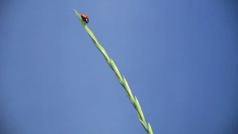 LadyBug009 Stock Footage 76360777