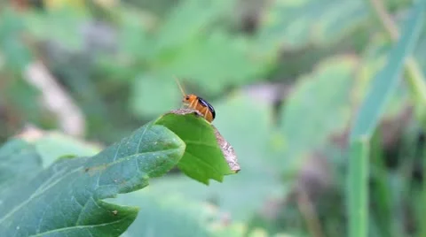 LadyBug2 _footage_hd.mov Stockbeeldmateriaal 12291287