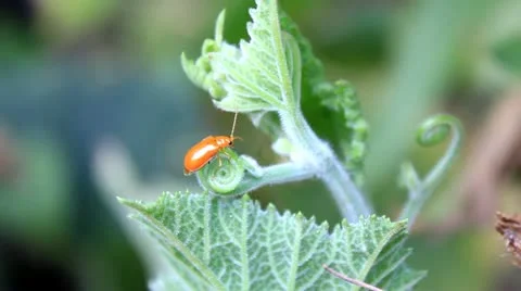 LadyBug3_footage_hd.mov Stockbeeldmateriaal 12291338