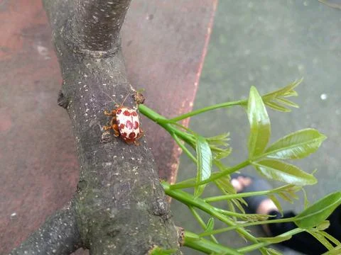 Ladybugs are an important part of the ecosystem Stock Photos