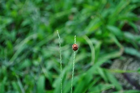 Ladybugs are insects Stock Photos