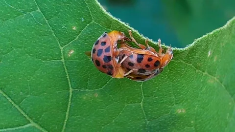 Ladybugs are mating Stock Footage 171950343